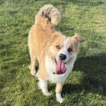 Mixed Breed Dogs Available for Adoption in Bismarck, North Dakota - Lucy | PetCurious