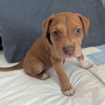 Retriever Dogs Available for Adoption in Allen, Texas - Queso | PetCurious