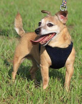 Bentley -  Chihuahua Dog for Adoption in North Fort Myers, Florida - Bentley | PetCurious