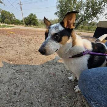 Frito -  Australian Cattle Dog Blue Heeler and Mixed Breed Dog for Adoption in Scottsbluff, Nebraska - Frito | PetCurious