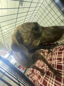 Labrador Retriever and Pit Bull Terrier Dogs Available for Adoption in Mobile, Alabama - Atlas (rory Rn) | PetCurious