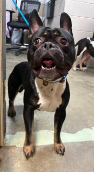 Tank -  Mixed Breed Dog for Adoption in Murray, Kentucky - Tank | PetCurious