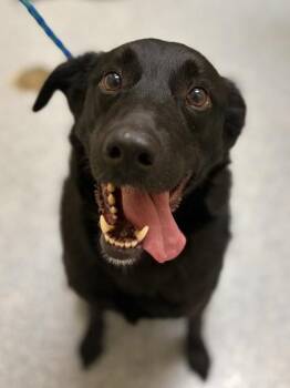 Retriever and Border Collie Dogs Available for Adoption in Westland, Michigan - Cali | PetCurious