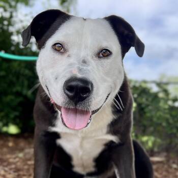 Carson -  Mixed Breed Dog for Adoption in Asheville, North Carolina - Carson | PetCurious