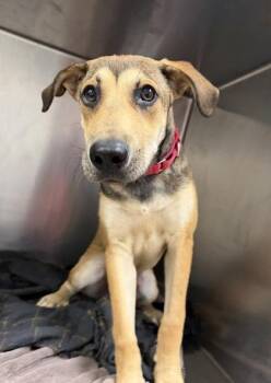 Baker -  Mixed Breed Dog for Adoption in Kansas City, Missouri - Baker | PetCurious