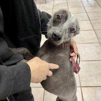Xoloitzcuintli Mexican Hairless Dogs Available for Adoption - PATZIN | PetCurious