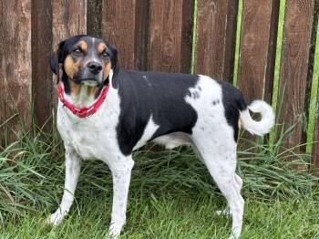John -  Beagle and Terrier Dog for Adoption in Aurora, Illinois - John | PetCurious