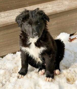 Labrador Retriever and Shepherd Dogs Available for Adoption - **RORY** | PetCurious