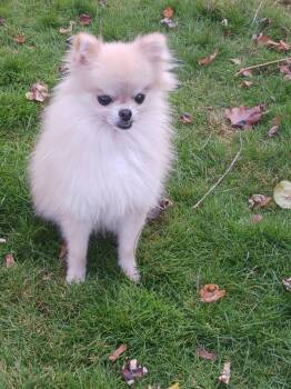 Rescue Pomeranian Dogs for Adoption in Brockport, New York - Bambi | PetCurious