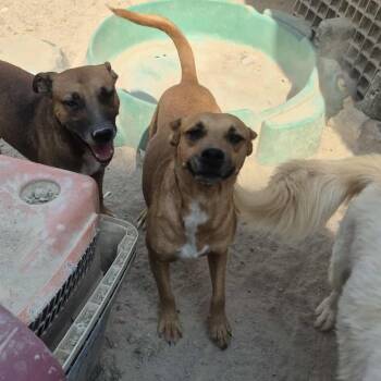 Rescue Mixed Breed Dogs for Adoption in Puyallup, Washington - Max | PetCurious