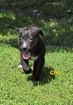 CHIP -  Collie Dog for Adoption in Marine City, Michigan - CHIP | PetCurious