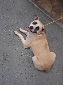 Katy -  Labrador Retriever Dog for Adoption in Lewisburg, Tennessee - Katy | PetCurious