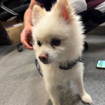 LVH-Stray-14774 -  Shih Tzu Dog for Adoption in Allentown, Pennsylvania - LVH-Stray-14774 | PetCurious