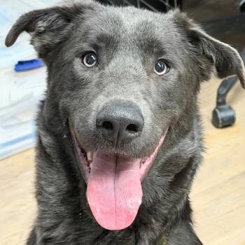 Strider -  Labrador Retriever Dog for Adoption in Durango, Colorado - Strider | PetCurious
