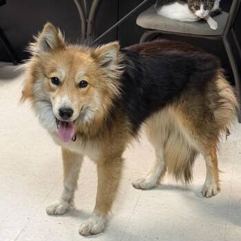 Collie and Shetland Sheepdog Sheltie Dogs Available for Adoption in Corsicana, Texas - Nora D46378 | PetCurious