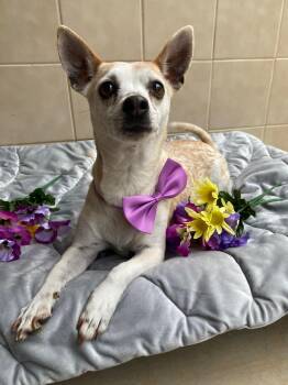 Chihuahua Dogs Available for Adoption in Kerrville, Texas - Shyla | PetCurious