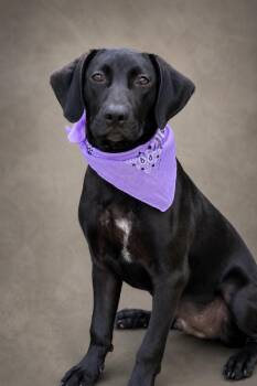 Tucker -  Hound Dog for Adoption in Nahunta, Georgia - Tucker | PetCurious