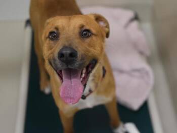 Shepherd and Labrador Retriever Dogs Available for Adoption - Acorn | PetCurious