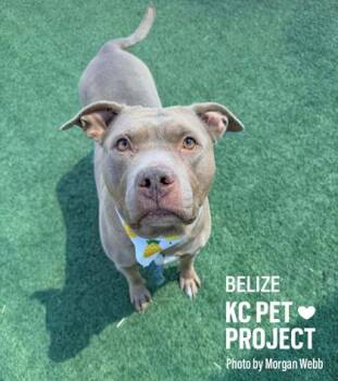 Pit Bull Terrier and Mixed Breed Dogs Available for Adoption in Kansas City, Missouri - Belize | PetCurious