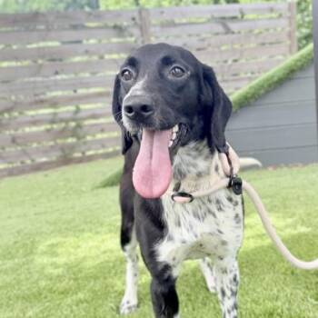 Snoopy -  Labrador Retriever and Hound Dog for Adoption in Atlanta, Georgia - Snoopy | PetCurious