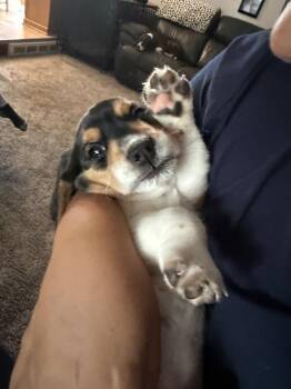 Scout -  Beagle Dog for Adoption - Scout | PetCurious