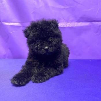 Standard Poodle and Mixed Breed Dogs Available for Adoption in North Myrtle Beach, South Carolina - Sidney FKA Nematodes | PetCurious