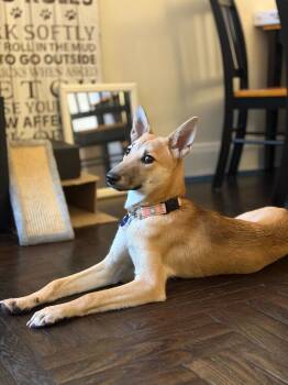 Rescue Jindo Dogs for Adoption in New York, New York - Lau | PetCurious