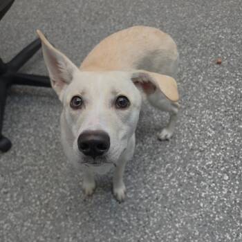 McDouble -  Husky and Mixed Breed Dog for Adoption in Parkersburg, West Virginia - McDouble | PetCurious