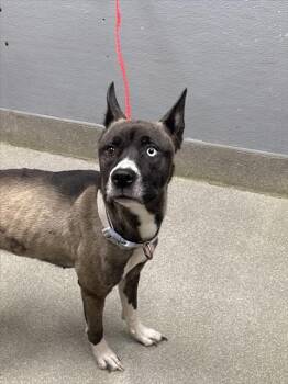 Rescue Siberian Husky and German Shepherd Dog Dogs for Adoption in Las Vegas, Nevada - THE SEEKER | PetCurious