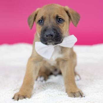 Mixed Breed Dogs Available for Adoption - Bakersfield | PetCurious
