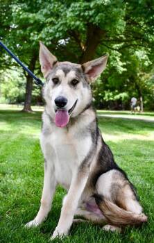 Oakley -  Siberian Husky and Mixed Breed Dog for Adoption in Yakima, Washington - Oakley | PetCurious