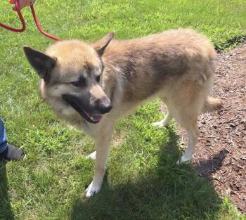 Bear Claw -  Shepherd Dog for Adoption in Hillside, Illinois - Bear Claw | PetCurious