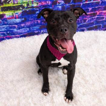 Mixed Breed Dogs Available for Adoption - Mochi | PetCurious