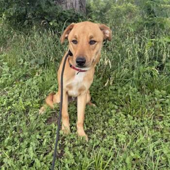 CHIPS -  Terrier and Labrador Retriever Dog for Adoption in Norwalk, Connecticut - CHIPS | PetCurious