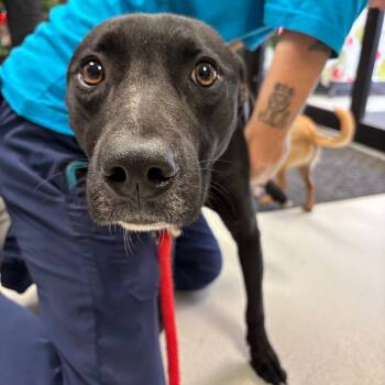 Rescue Mixed Breed Dogs for Adoption in Lake Jackson, Texas - Brody | PetCurious