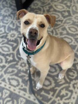 American Staffordshire Terrier Dogs Available for Adoption - Katy | PetCurious