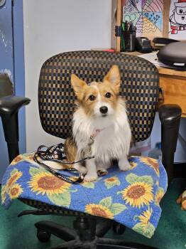 Pembroke Welsh Corgi and Yorkshire Terrier Dogs Available for Adoption - Evie | PetCurious