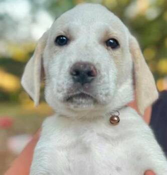 Great Pyrenees Dogs Available for Adoption in Grand Bay, Alabama - Case | PetCurious