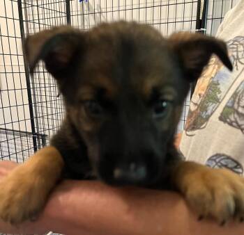 Austin -  Australian Cattle Dog Blue Heeler and Shepherd Dog for Adoption in Thompson Falls, Montana - Austin | PetCurious