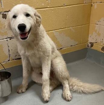 Great Pyrenees Dogs Available for Adoption in Tulsa, Oklahoma - KELSO | PetCurious