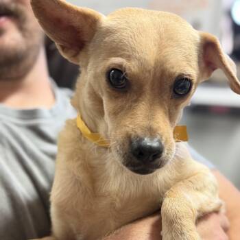 Paw-paw -  Mixed Breed Dog for Adoption in Columbia, South Carolina - Paw-paw | PetCurious