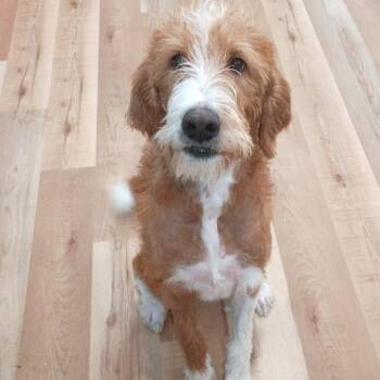 Labrador Retriever and Standard Poodle Dogs Available for Adoption in Waynesboro, Pennsylvania - Big Red Fred | PetCurious