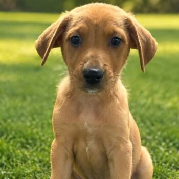 VIVIAN KENSINGTON -  Mixed Breed Dog for Adoption in Cranston, Rhode Island - VIVIAN KENSINGTON | PetCurious