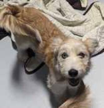 Stella -  Terrier Dog for Adoption in Newport, New Hampshire - Stella | PetCurious