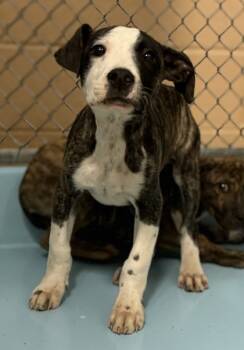Rescue Pit Bull Terrier and Mixed Breed Dogs for Adoption in Madera, California - Spike | PetCurious