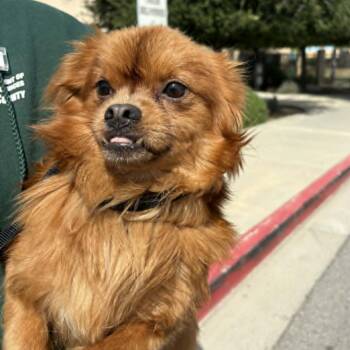Pomeranian and Spaniel Dogs Available for Adoption in Chino Hills, California - Ewok - Costa Mesa Location | PetCurious