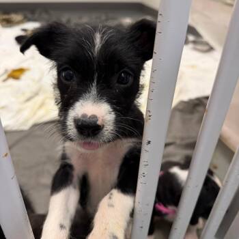 Pit Bull Terrier Dogs Available for Adoption in Austin, Texas - Lamborghini | PetCurious