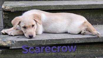 Scarecrow -  Labrador Retriever Dog for Adoption in West Peoria, Illinois - Scarecrow | PetCurious