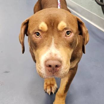 Geronimo -  Mixed Breed Dog for Adoption in Greensboro, North Carolina - Geronimo | PetCurious
