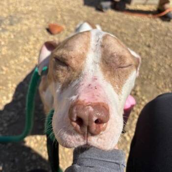 Mixed Breed Dogs Available for Adoption in Philadelphia, Pennsylvania - Keeboo | PetCurious